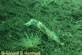 Chemainus Squids Video